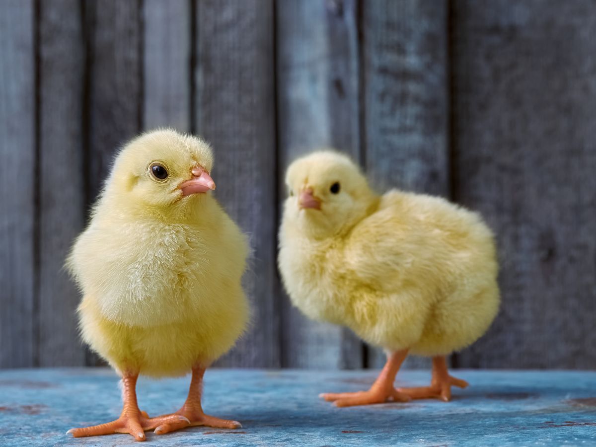 How To Raise Chicks – The Complete Guide
