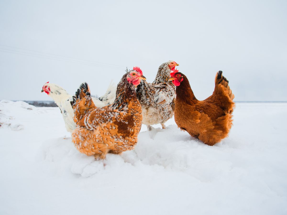 How To Protect Chickens From Cold Weather – 6 Tips