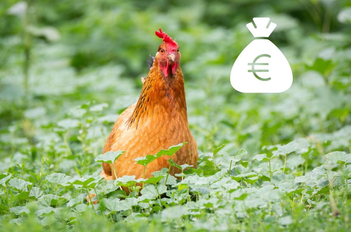 How To Make Money With Your Chickens? – Costs & Profits