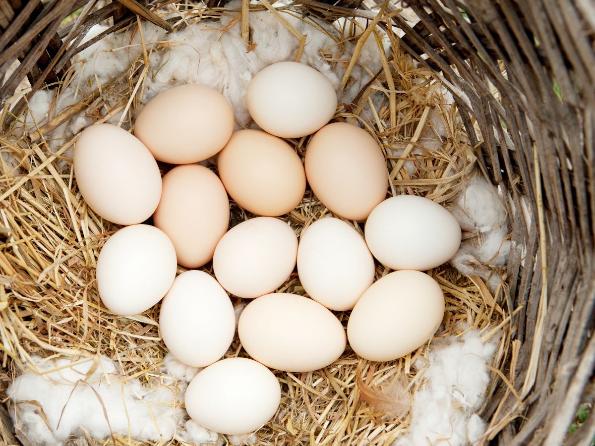 How To Stop Your Chickens Eating Their Eggs – 8 Options