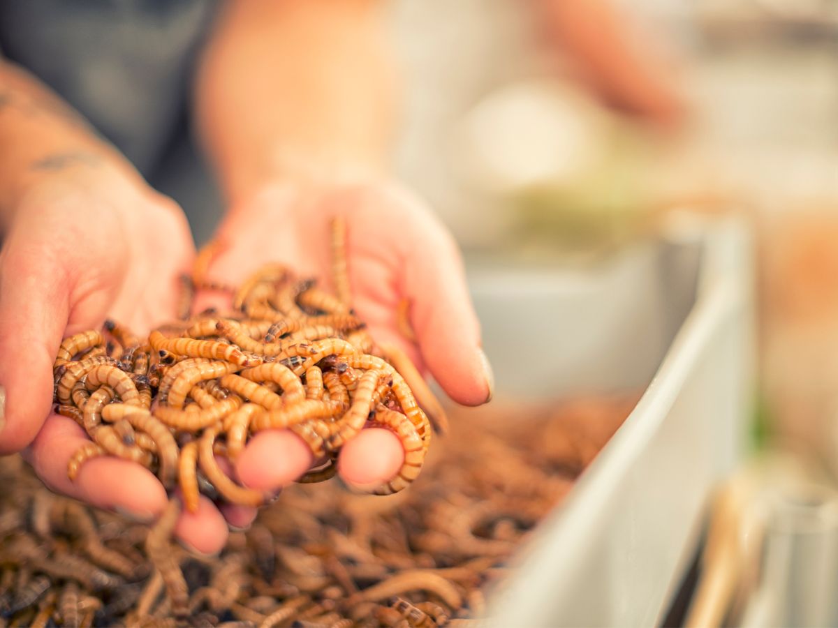 How To Raise Mealworms For Your Chickens – In 5 Steps