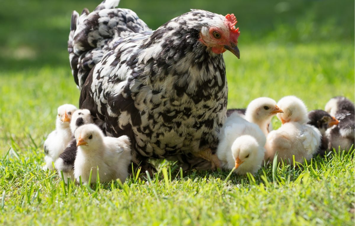 How To Hatch Eggs With A Broody Hen – 9 Steps