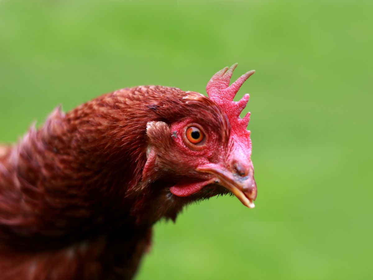 Do Chickens Recognize Their Owners?