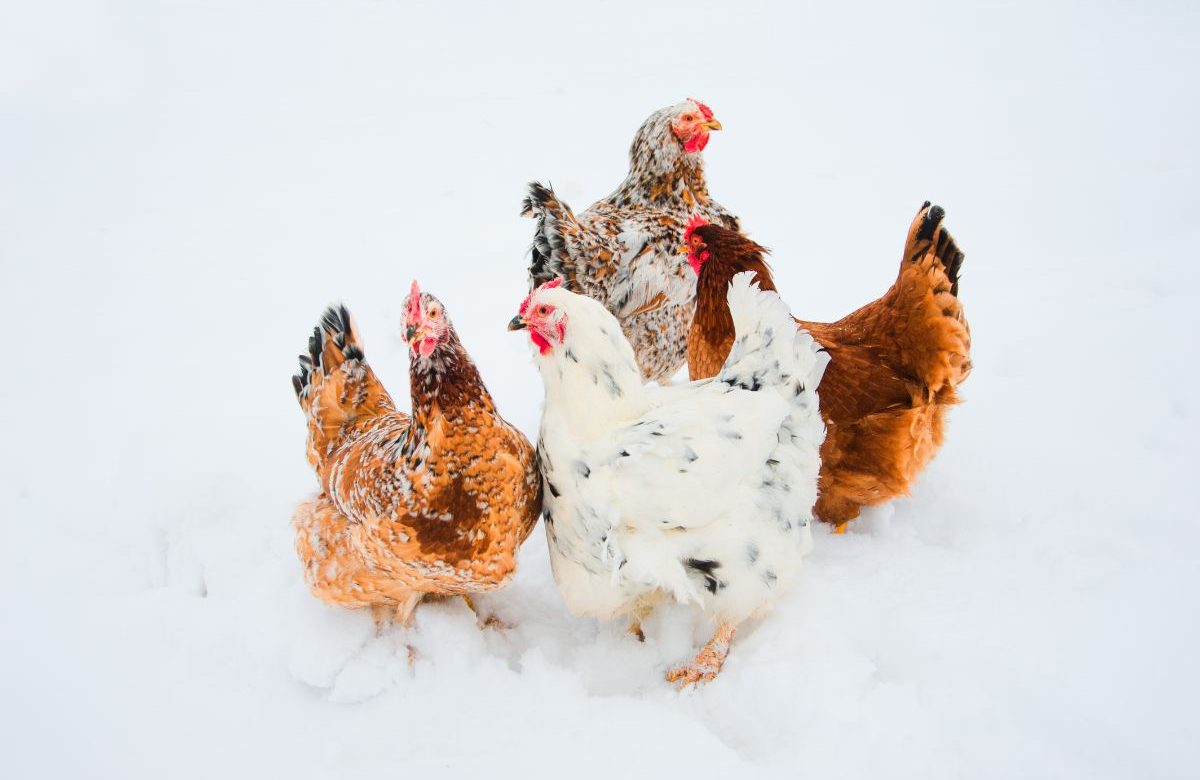 How To Keep Chickens Laying Eggs During The Winter? – 4 Steps