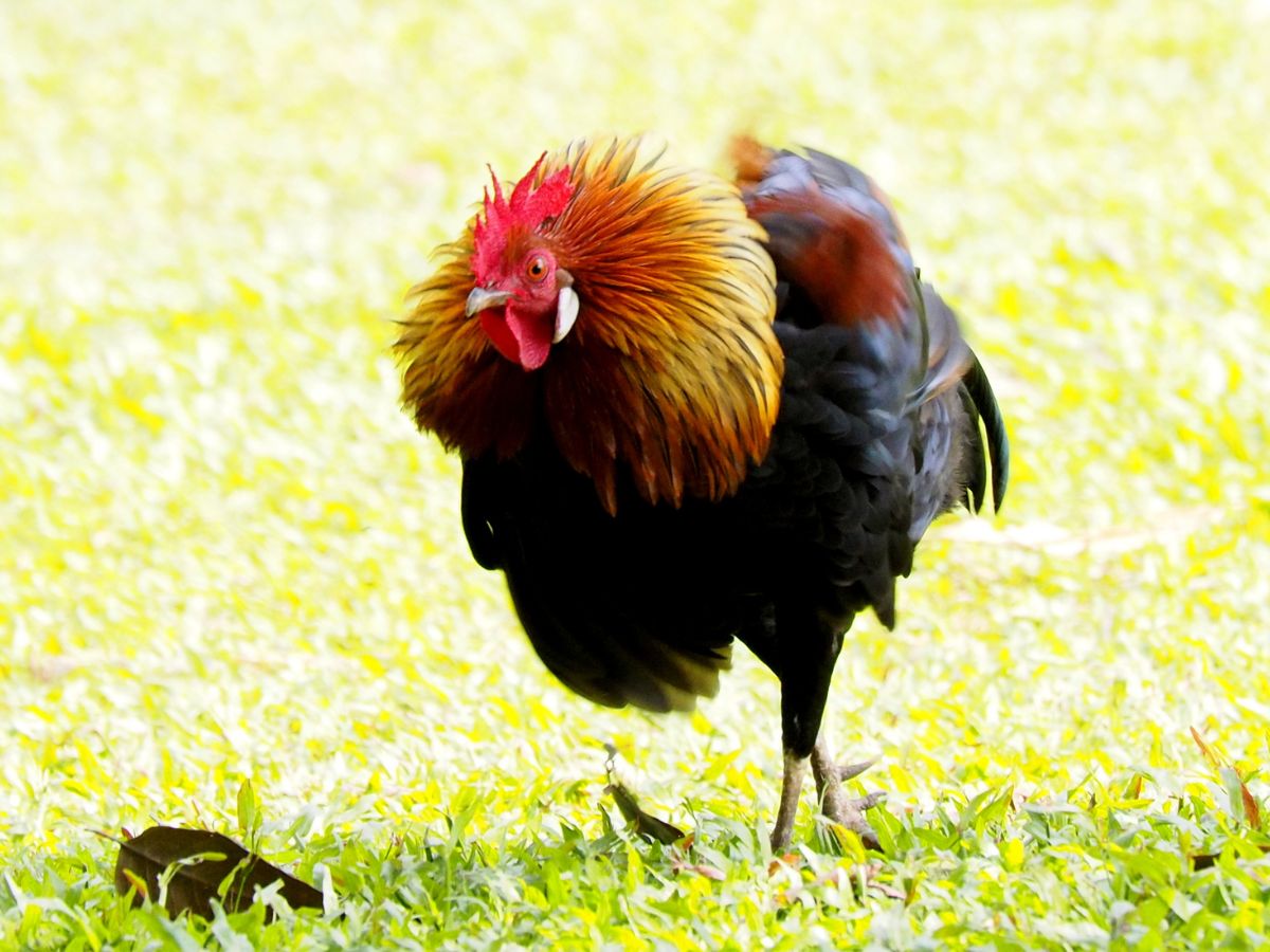 How To Stop An Aggressive Rooster? – 10 Ways
