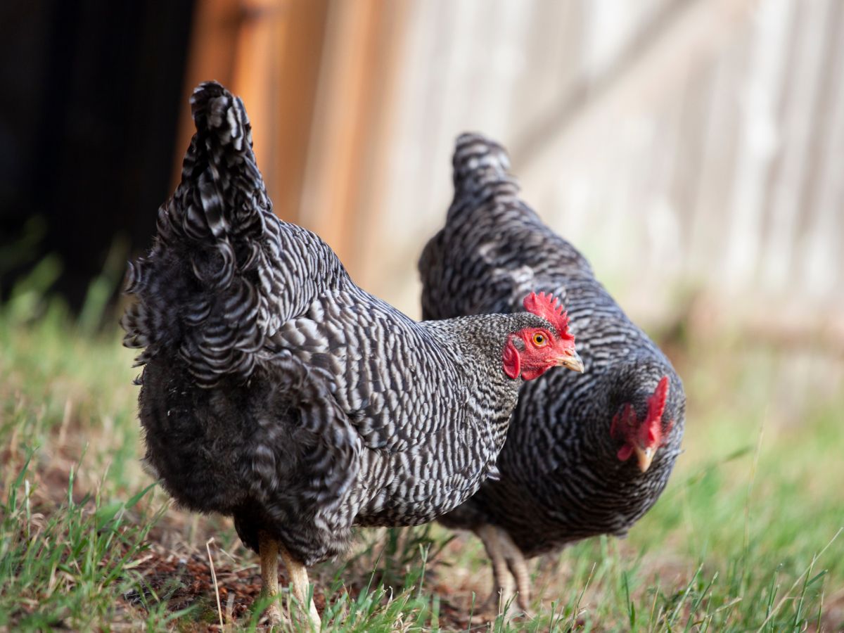 How To Treat Chicken Lice? – And How To Prevent Them