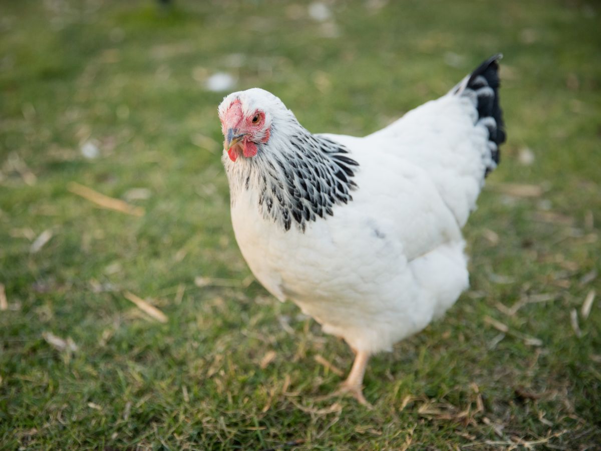Should You Worm Your Chickens? – And How To Do It