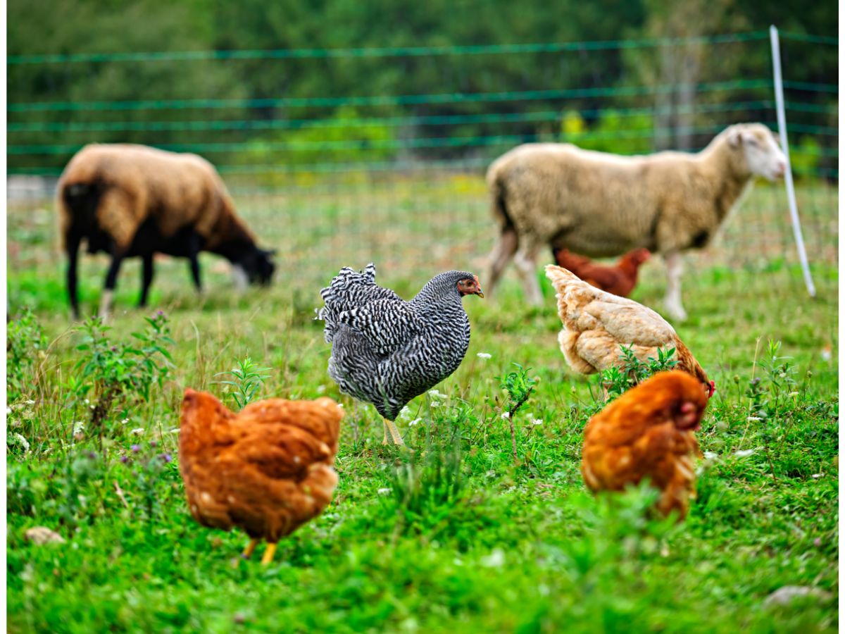 Things To Consider Before Getting Chickens – 9 Important Questions