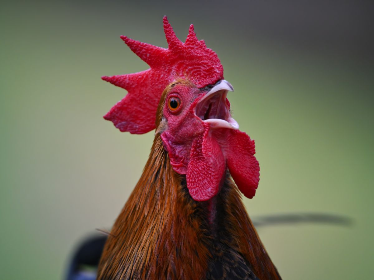Why Do Roosters Crow?