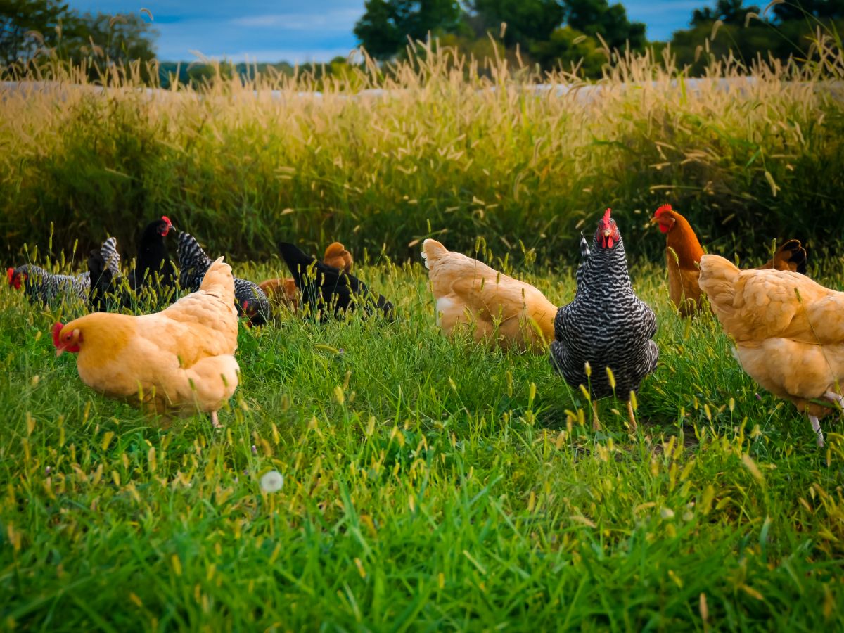 Pecking Order In The Chicken Flock – How To Understand It
