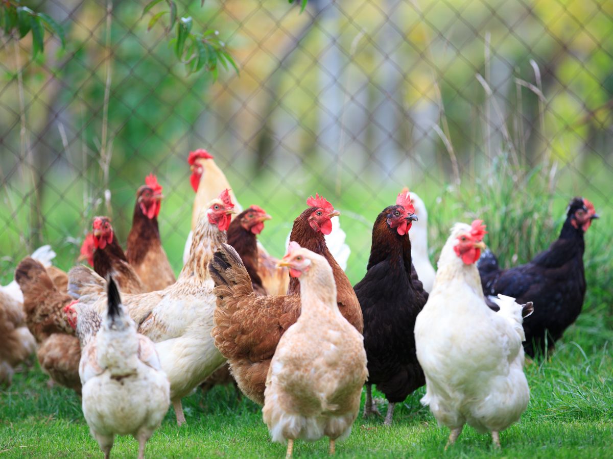 Teach Your Chickens To Come When Called – 6 Steps