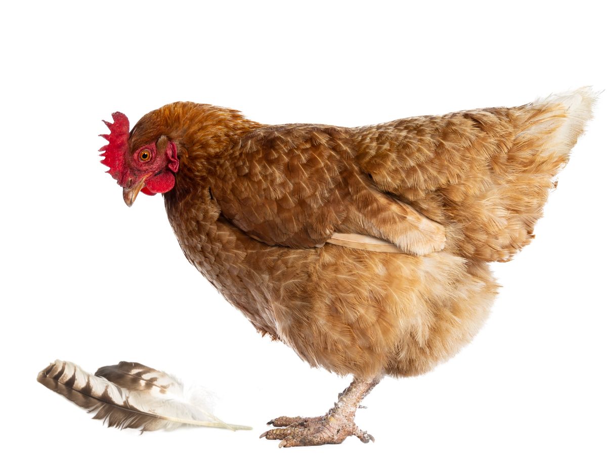 6 Reasons Why Your Chickens Eat Their Feathers – And How To Stop It