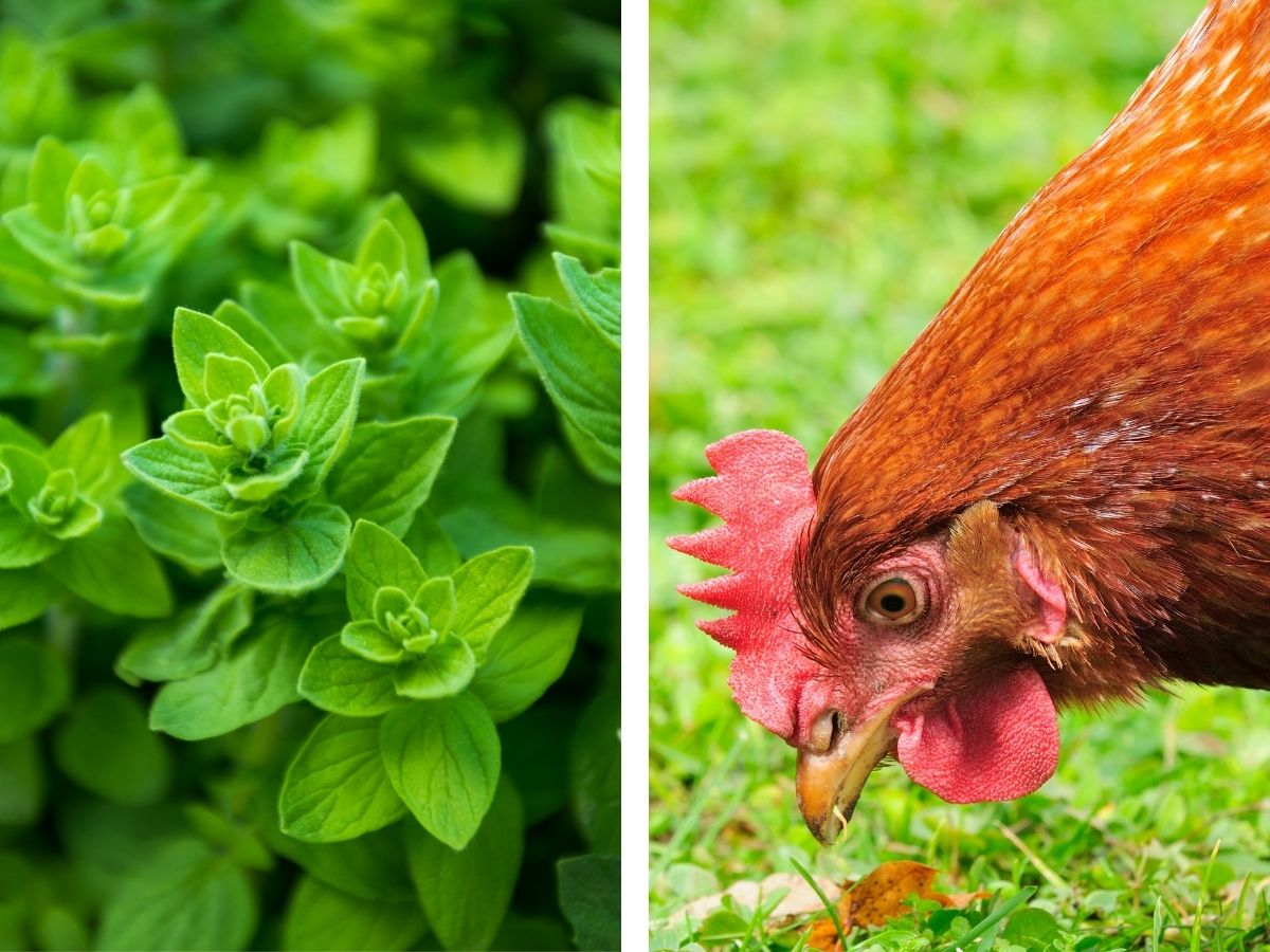 What Herbs Are Good For Chickens? – All Benefits