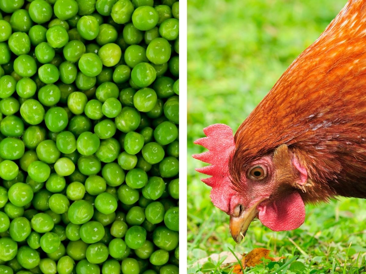 Can Chickens Eat Peas?