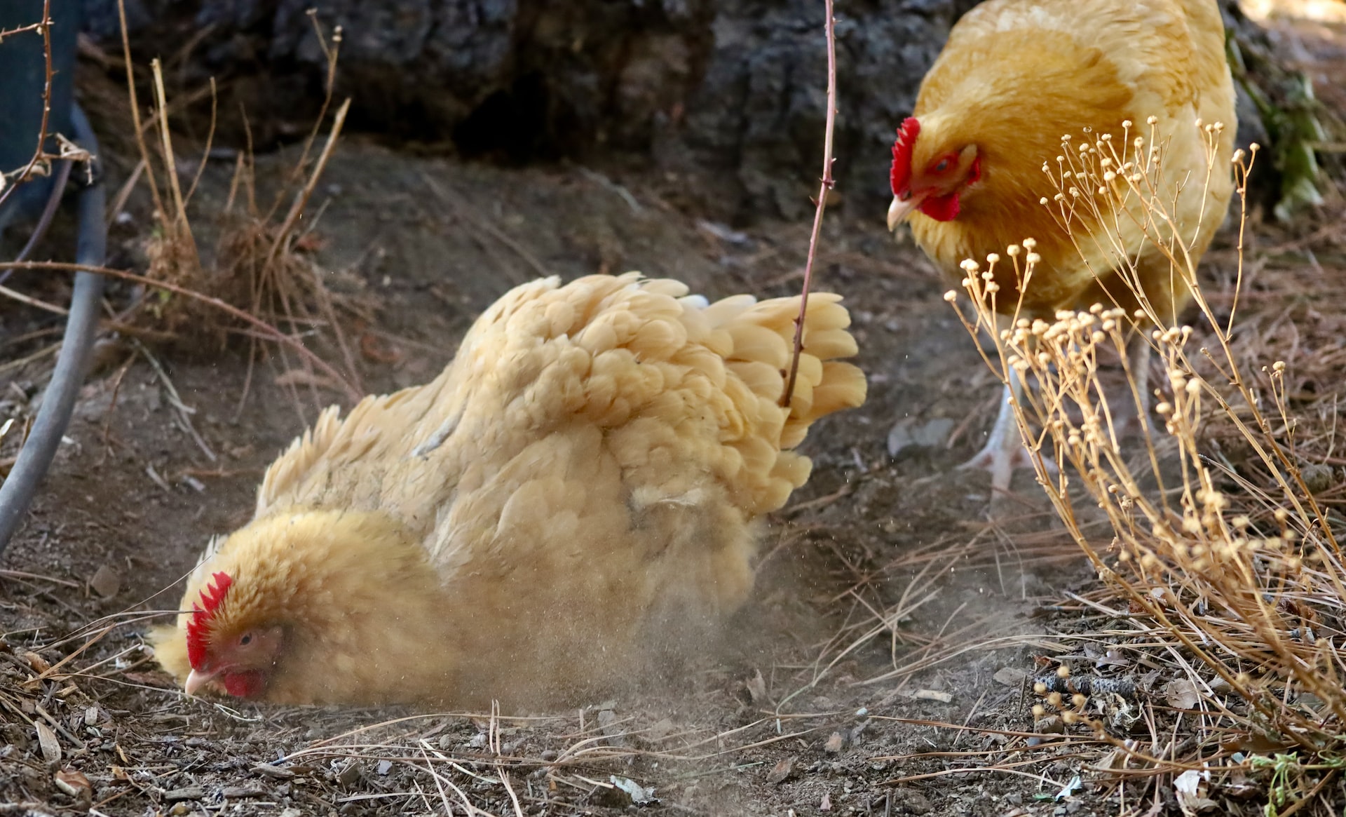 Why Do Chickens Dust Bath? – And How To Create One