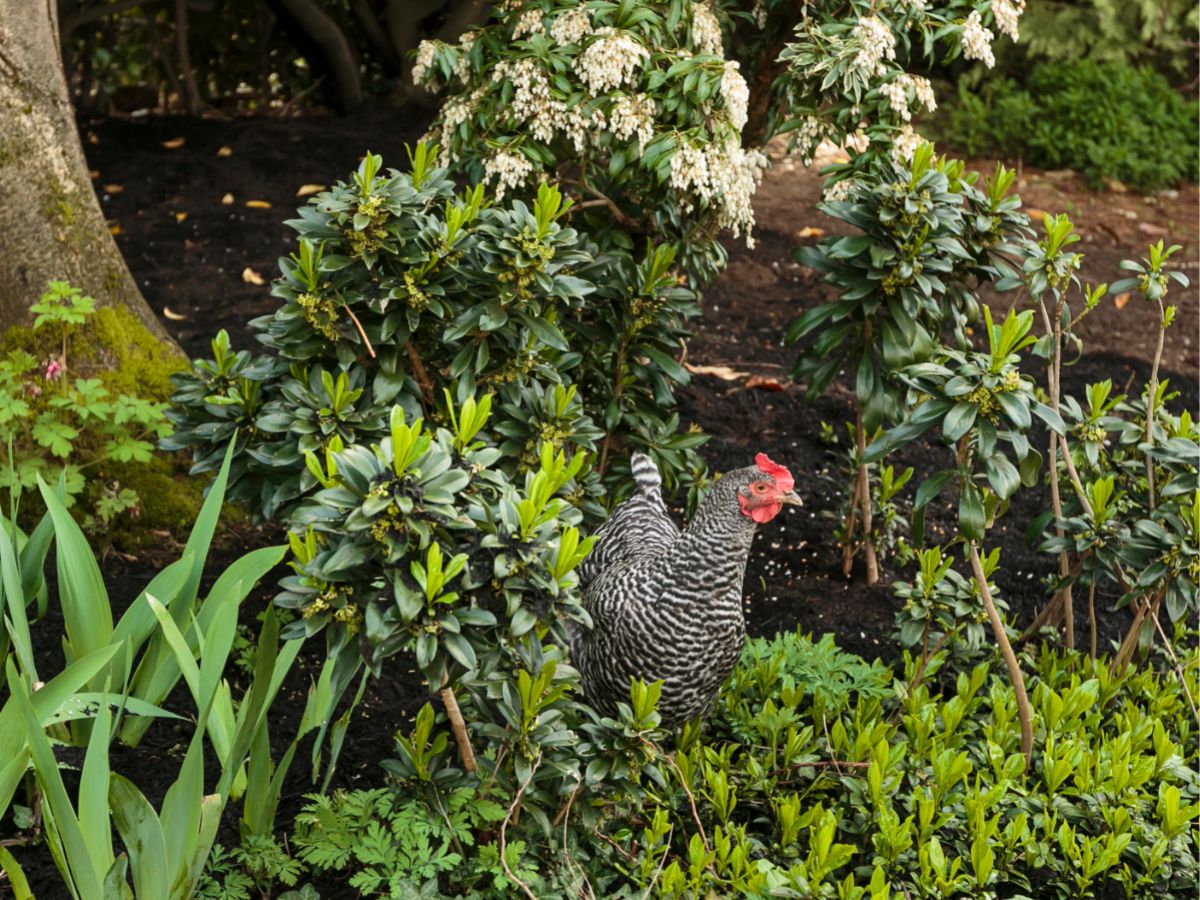 How To Have Free-Roaming Chickens? – Pros And Cons