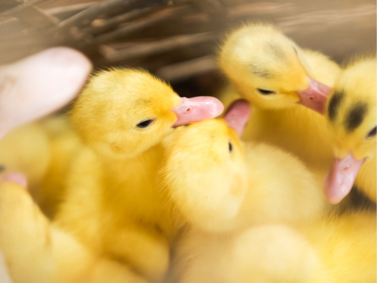 How To Raise Ducklings – In 9 Steps