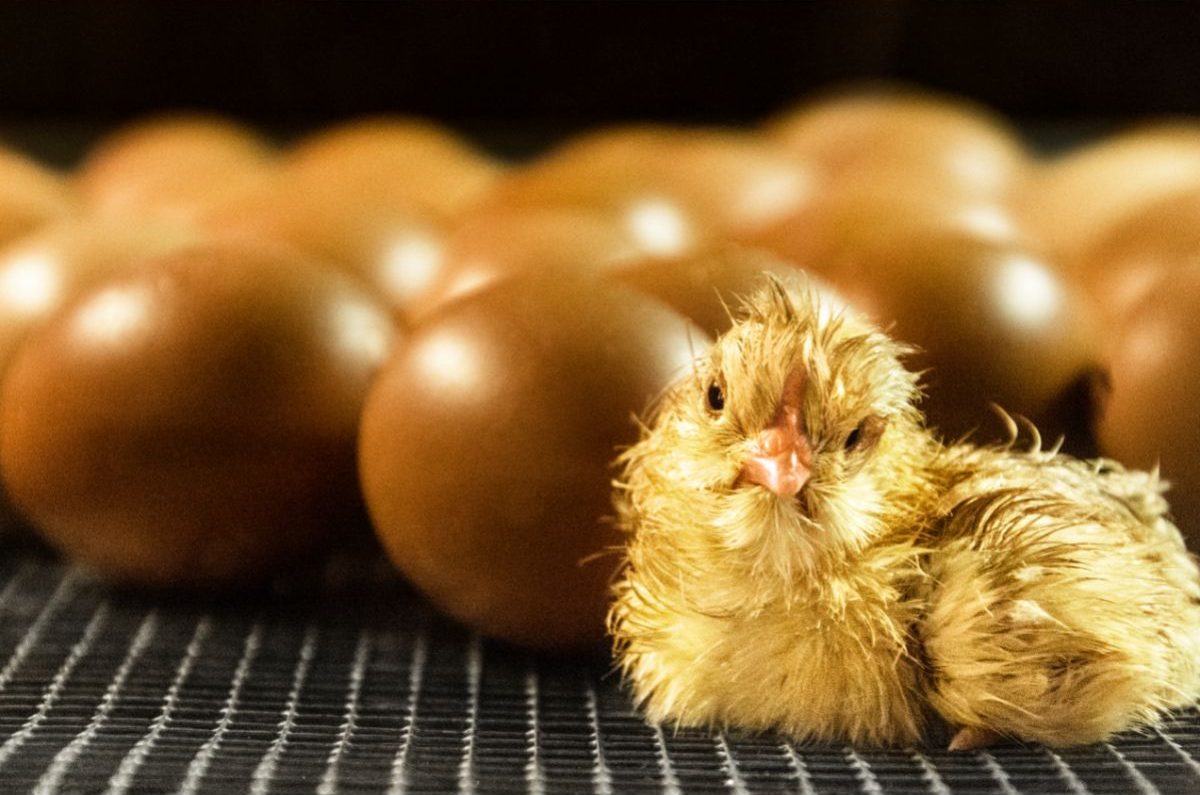 5 Signs Your Chicken Eggs Are About To Hatch