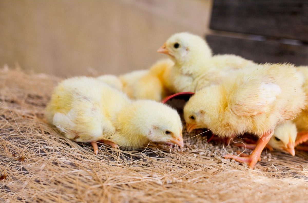 What Bedding Is Best For A Chicken Brooder? – 8 Options